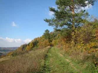 Grundstück mit Wiese und Bäumen